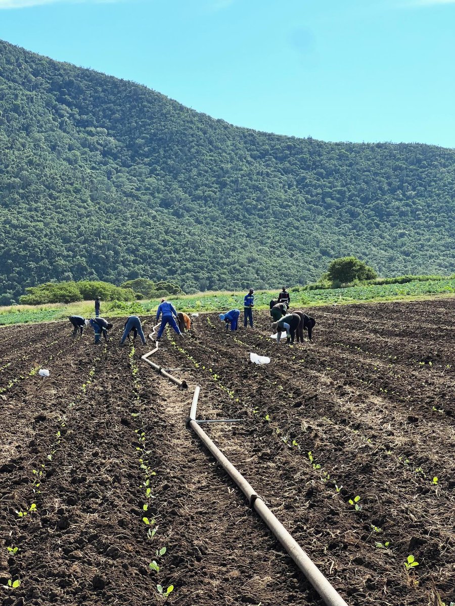 Savheya veFashion tweet media