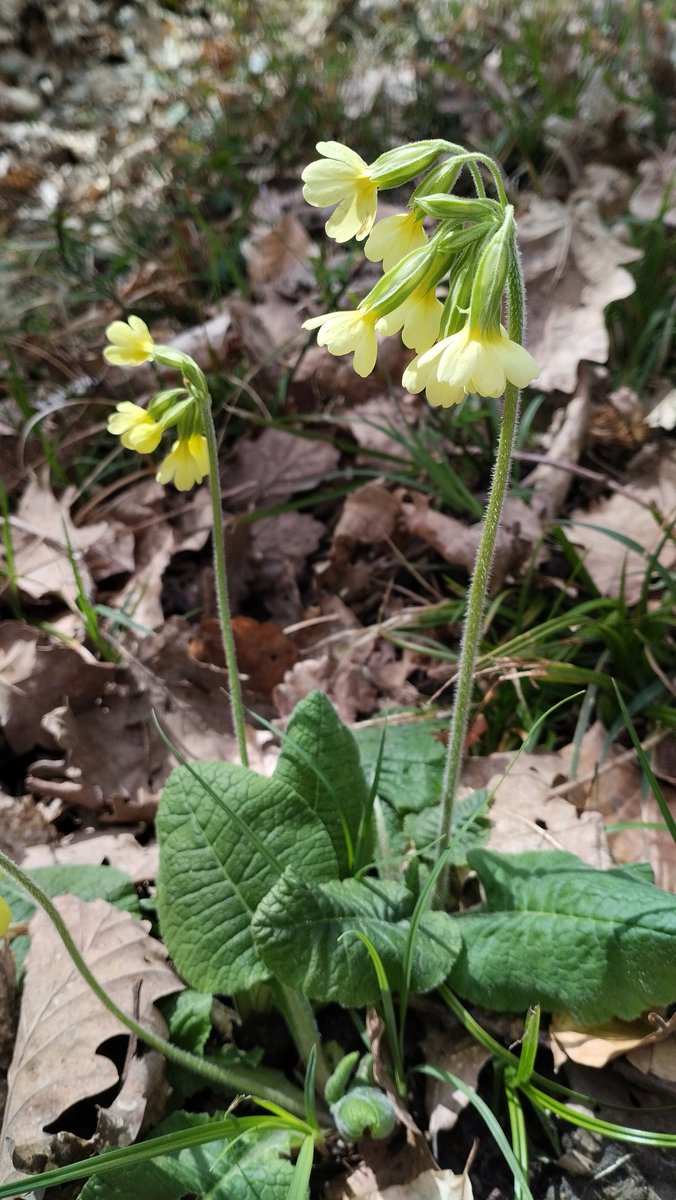 En ce moment on peut voir les deux, mais ne pas les confondre : 
- la primevère élevée
- la primevère officinale ou "coucou"
Les fleurs de la première sont beaucoup plus grosses.