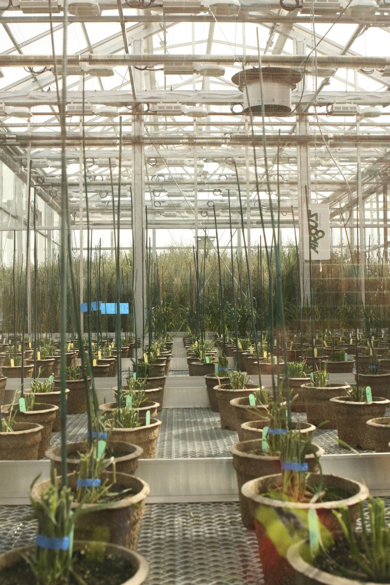 AAFC Canada tweet media