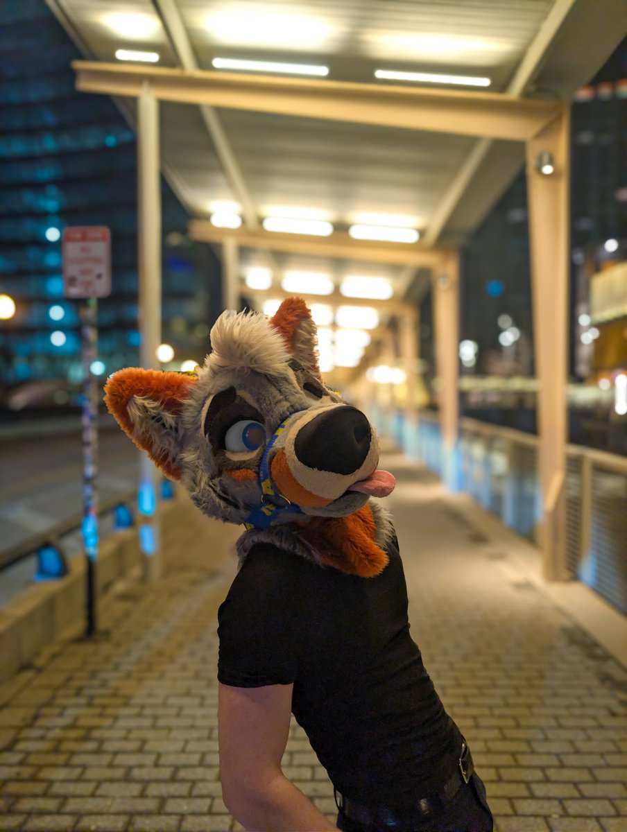 Lucky 🐾 tweet media