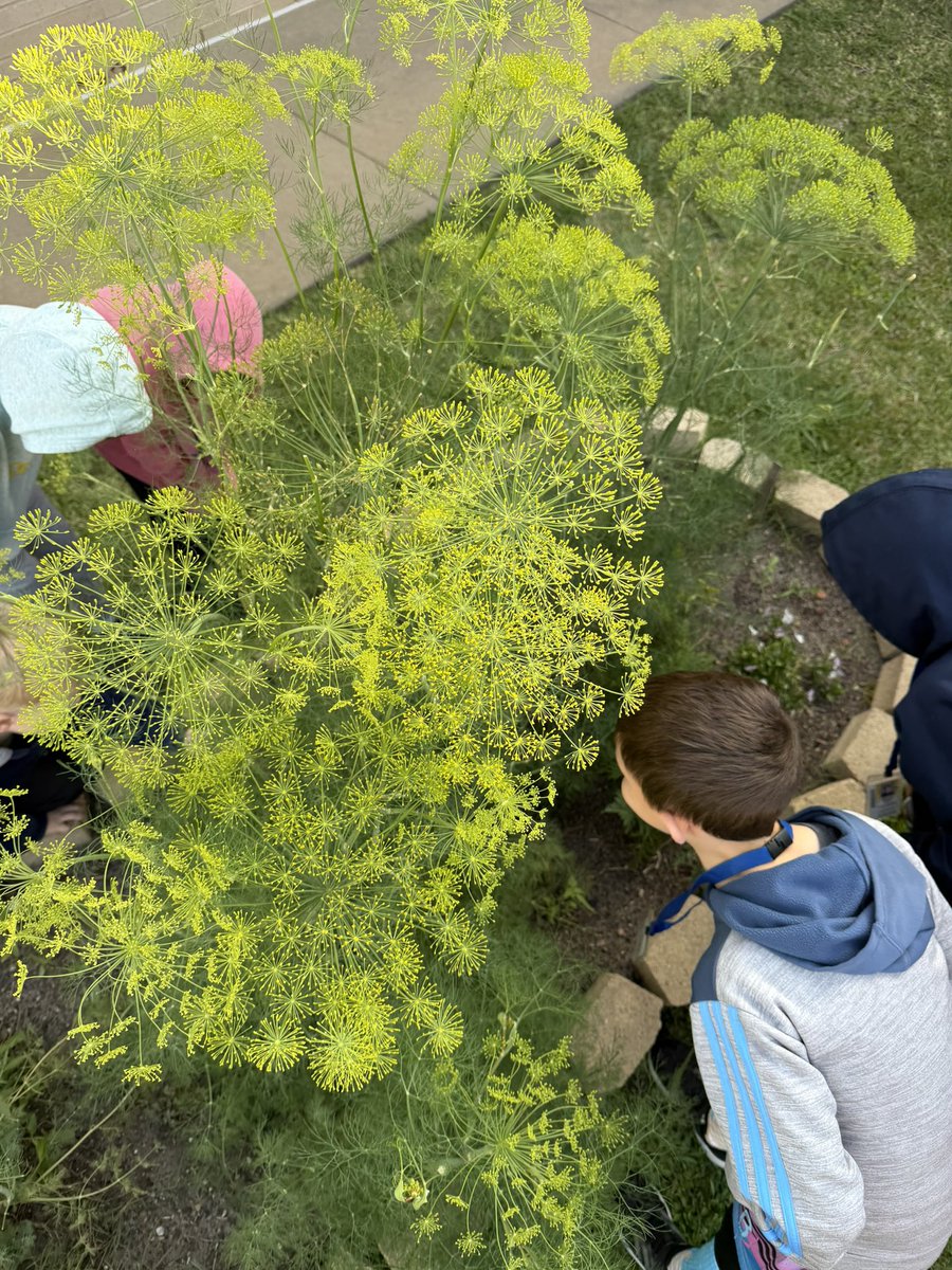 Ready to Grow Garden tweet media