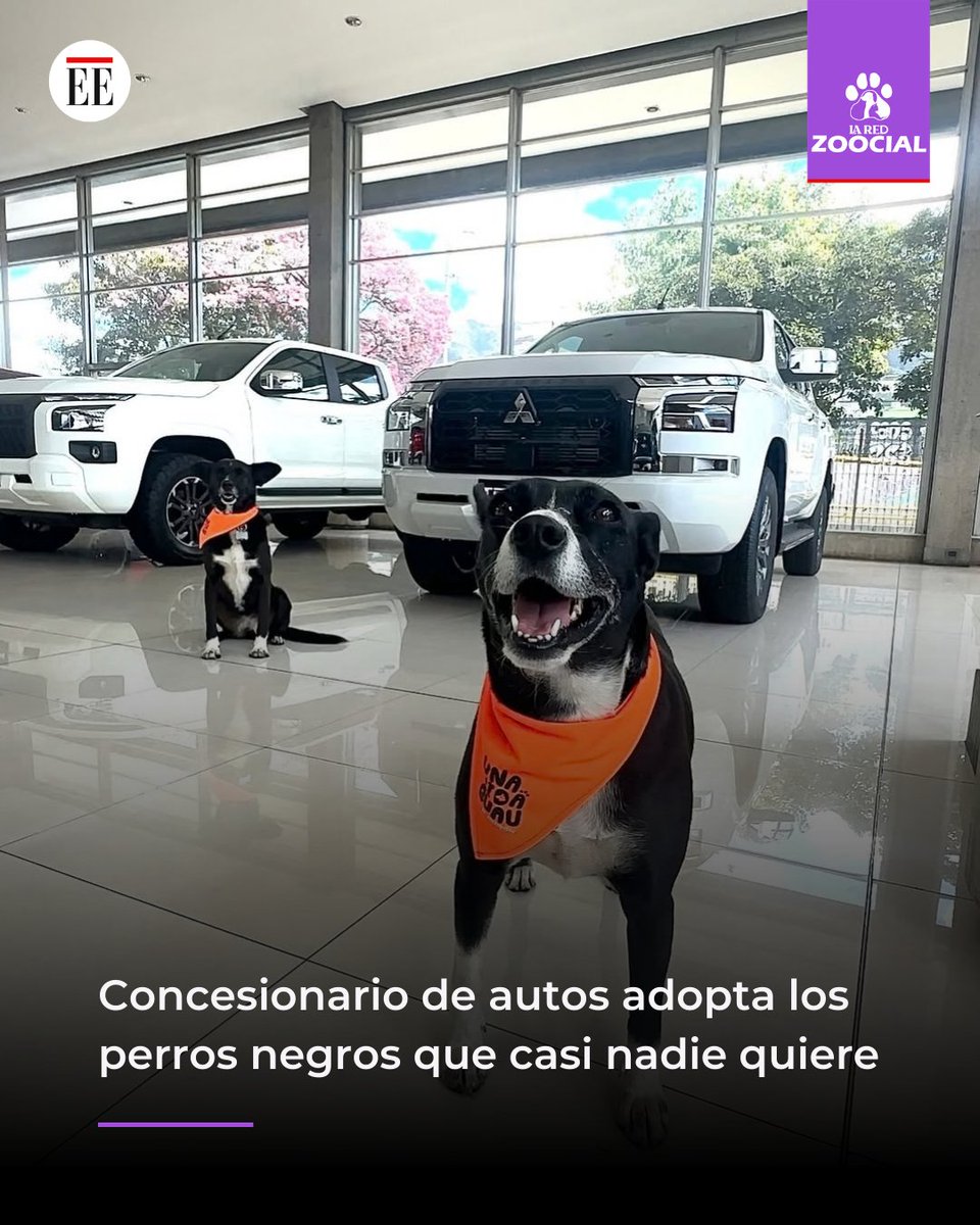 La Red Zoocial tweet media