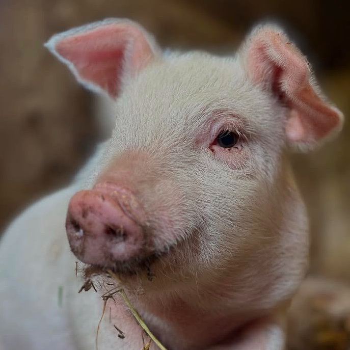 Pig of the Day 🐷 tweet media