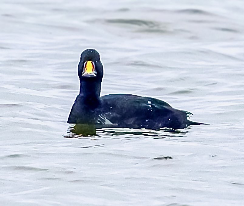 Marc Hunt tweet media