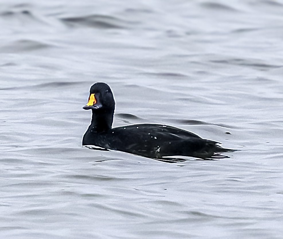 Marc Hunt tweet media