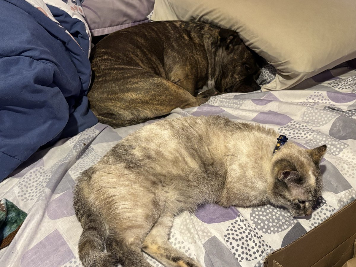 🍉🌕🦊Strawtorii🦊🌑🔞 tweet media