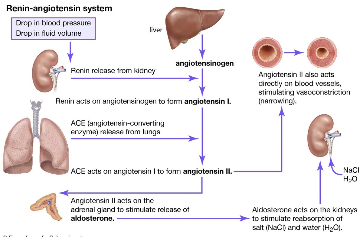 AGT (angiotensinogen) is a key component of the renin-angiotensin-aldosterone system (RAAS). RAAS is the target of multiple successful hypertension therapies.

AGT is produced in the liver by hepatocytes, making it a promising target for GalNAc-delivered RNA-based therapeutics.