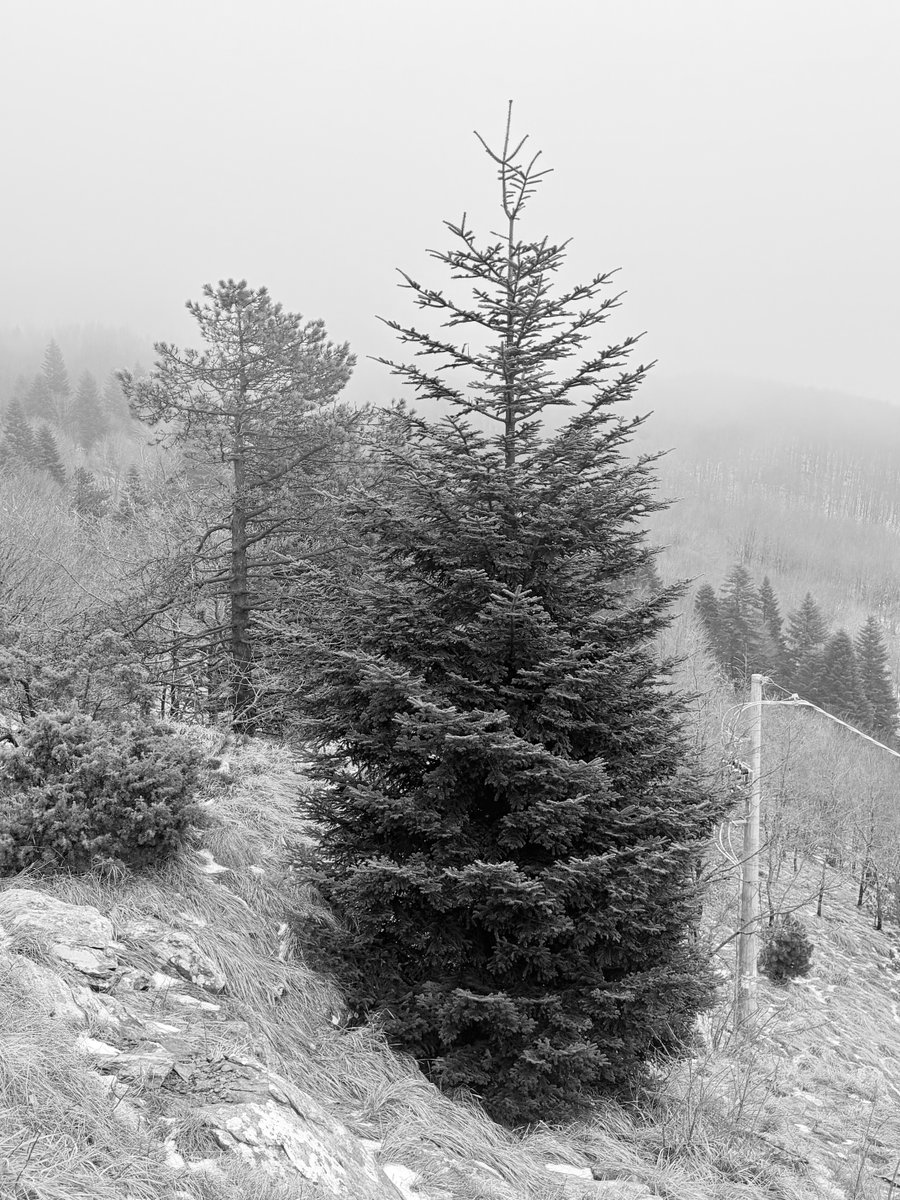 Alonein43672278's tweet image. #photography #blackandwhite #fog #trees