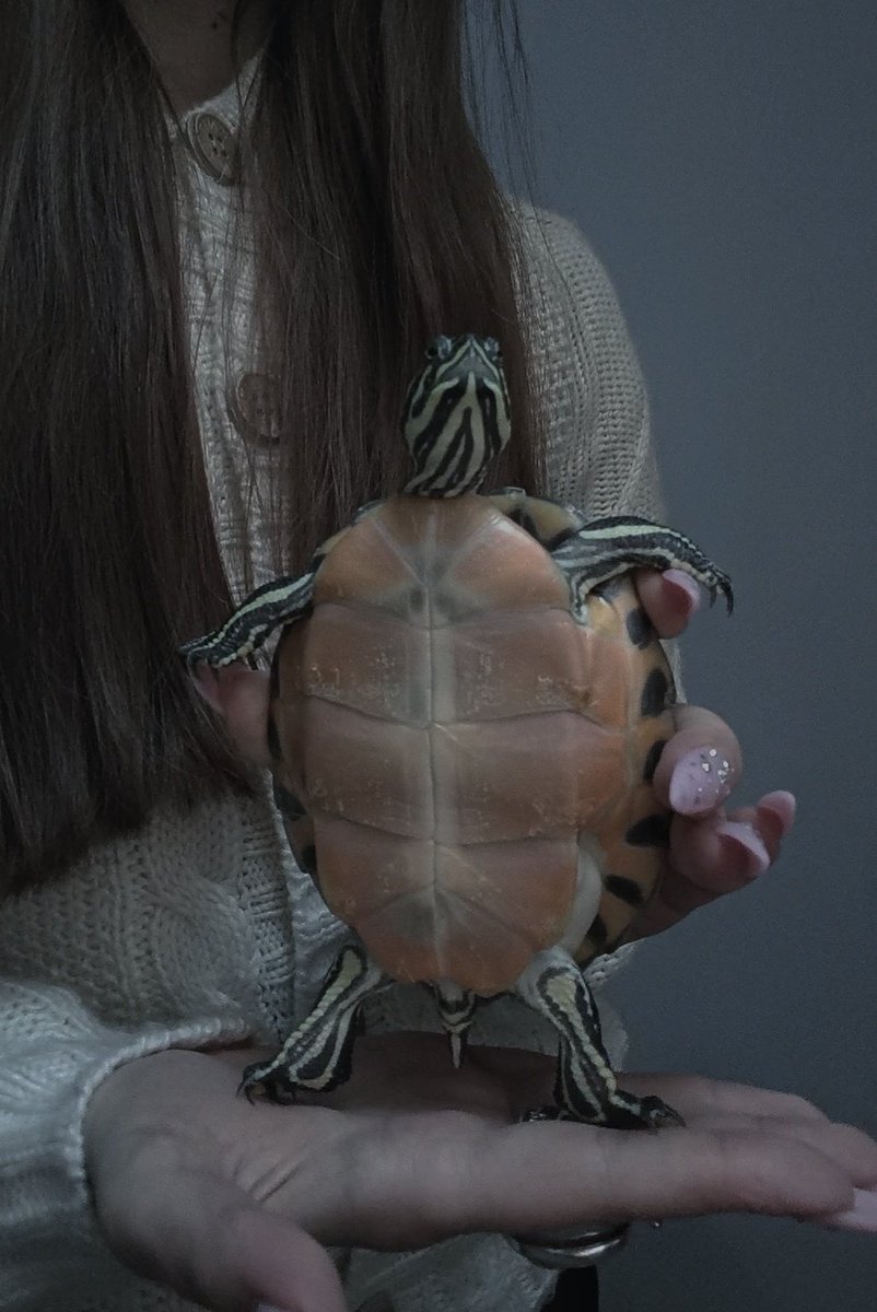 falergeer tweet media