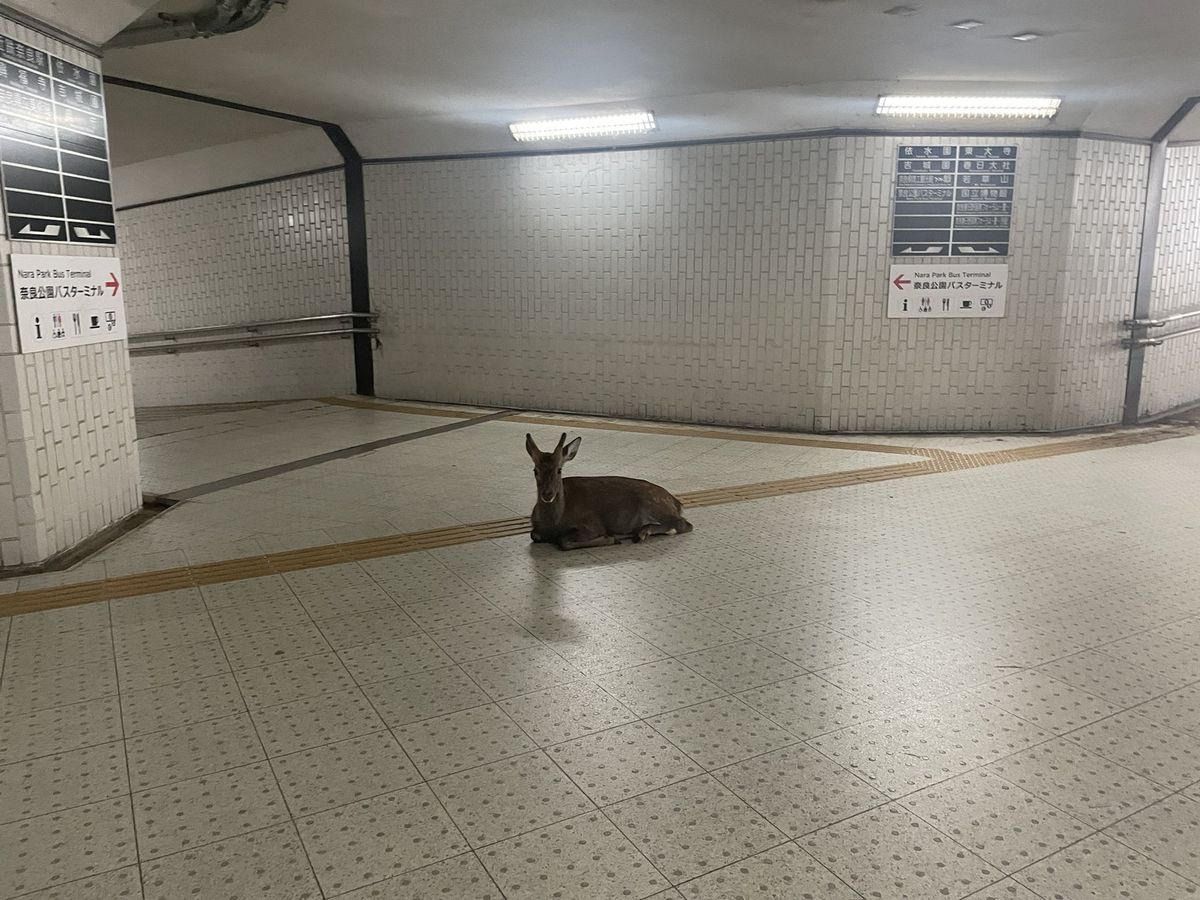 Ricardo snail tweet media