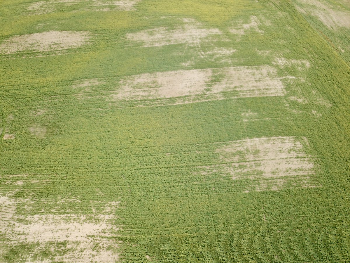 Brock Shearer tweet media