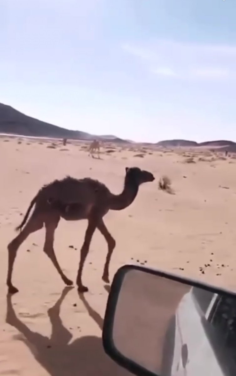 برجس مجدداً tweet media