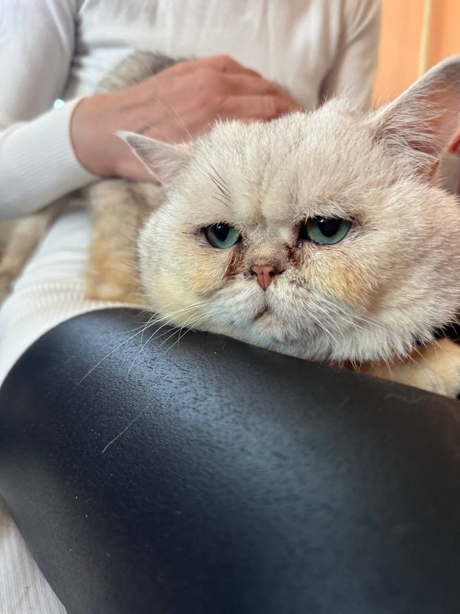 Доброхвост - благотворительный проект tweet media