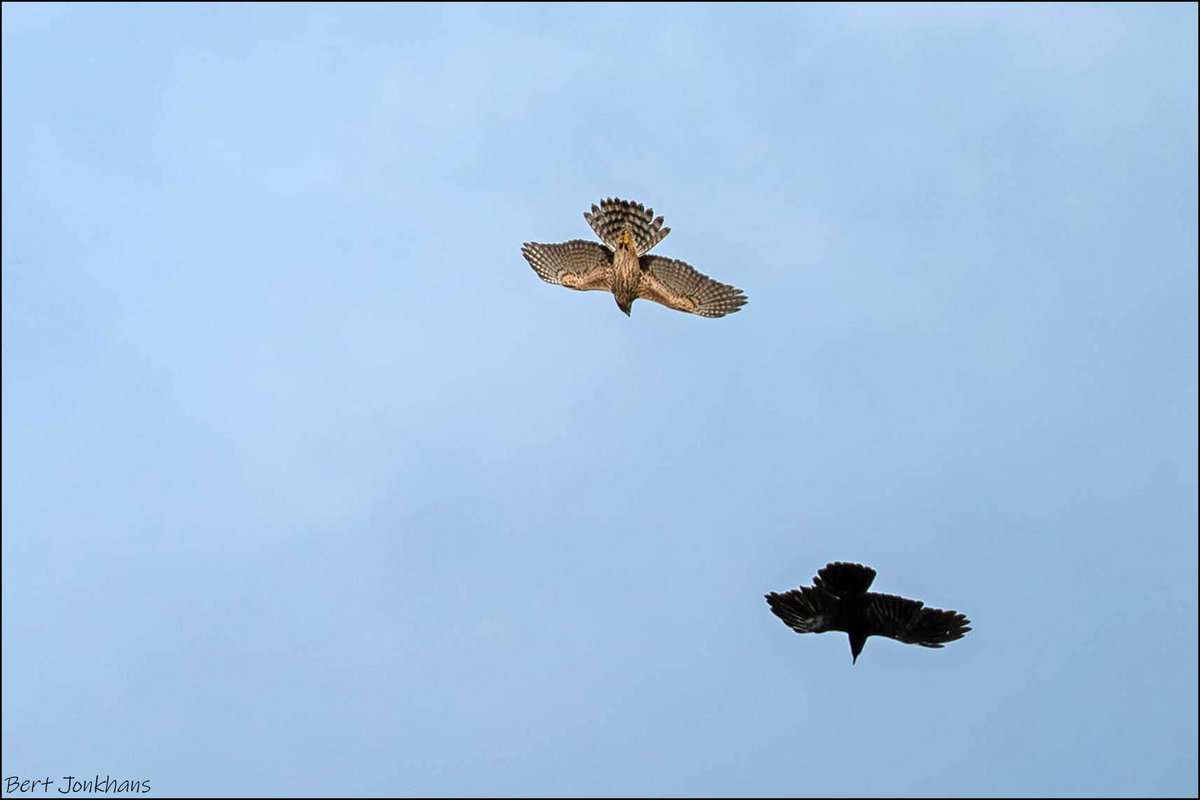 Bert Jonkhans tweet media