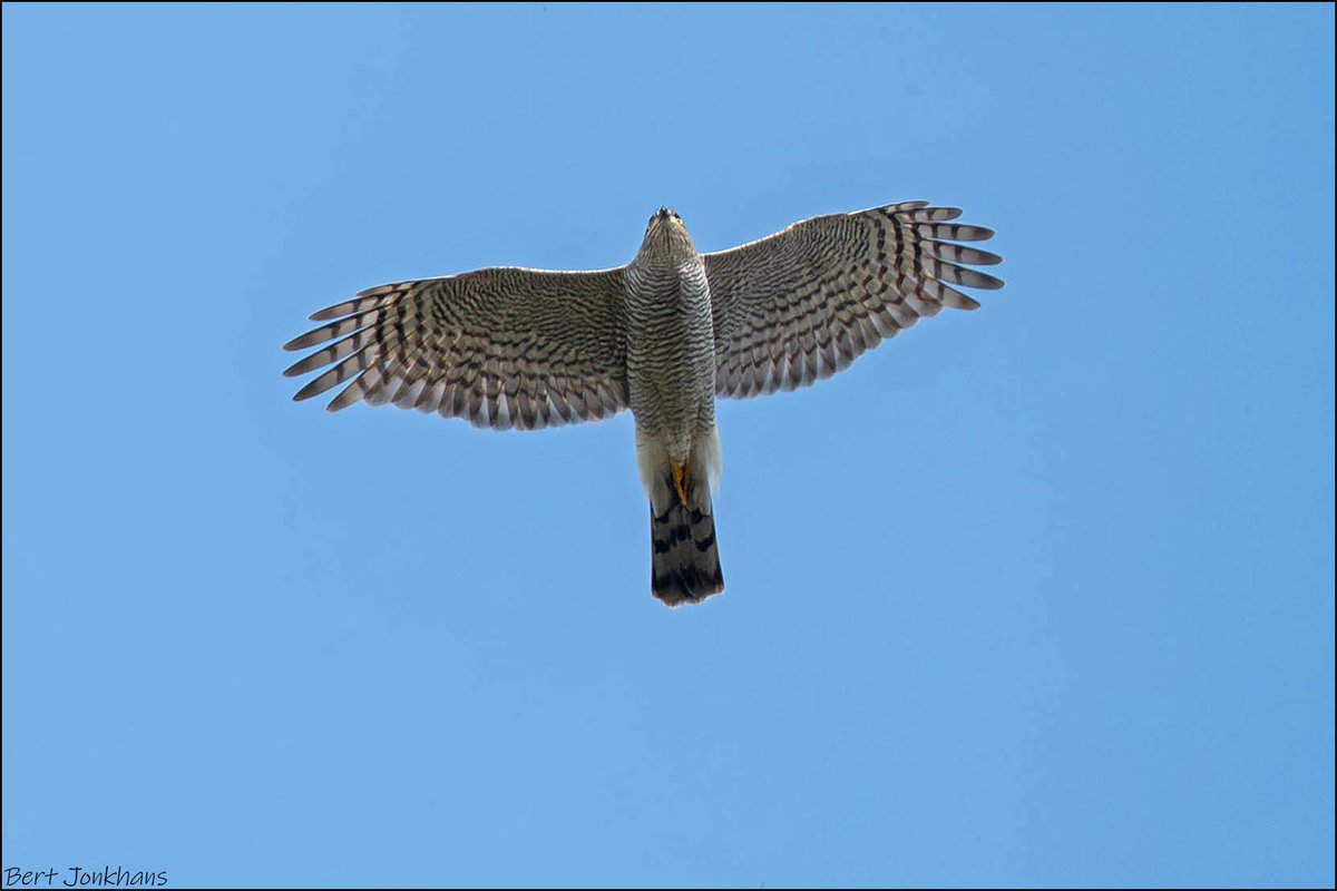 Bert Jonkhans tweet media