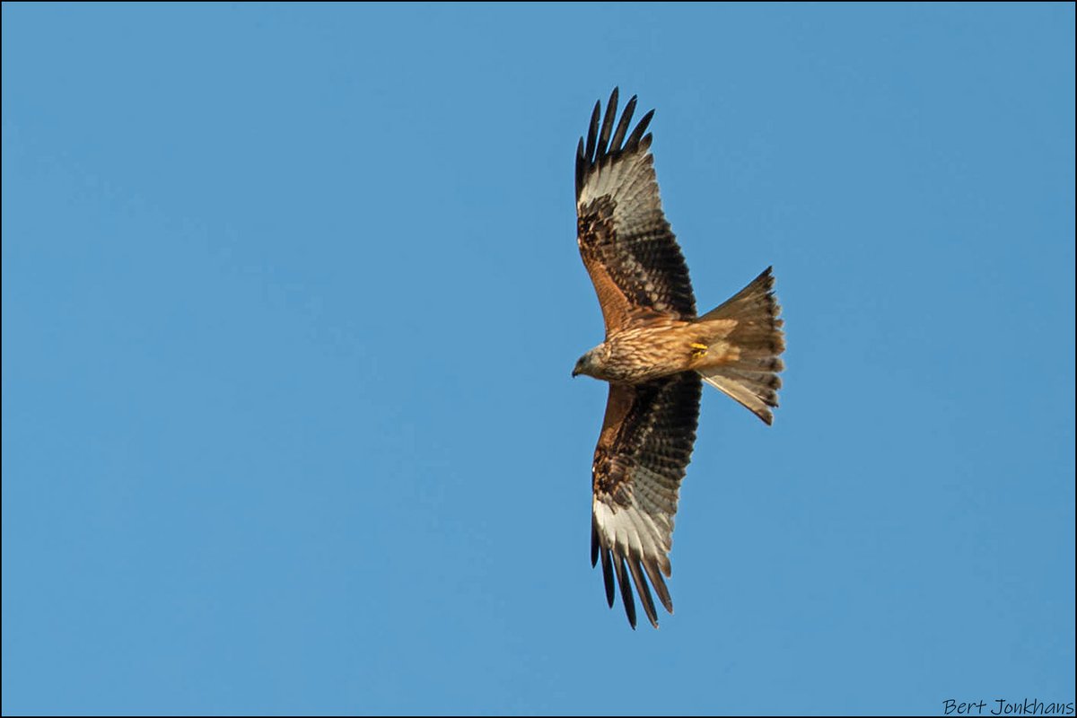 Bert Jonkhans tweet media