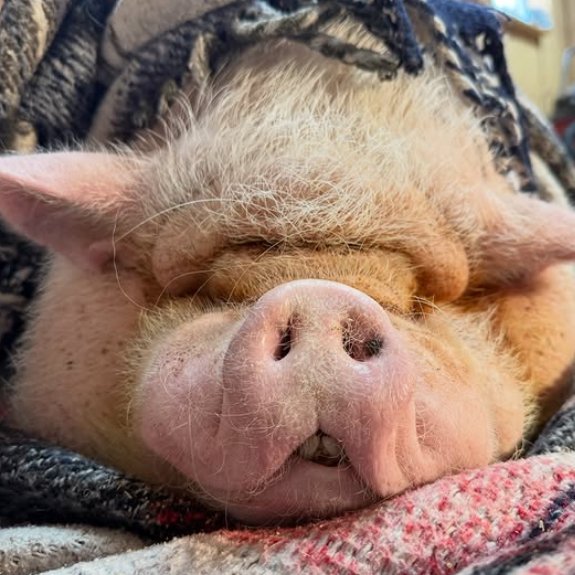 Pig of the Day 🐷 tweet media