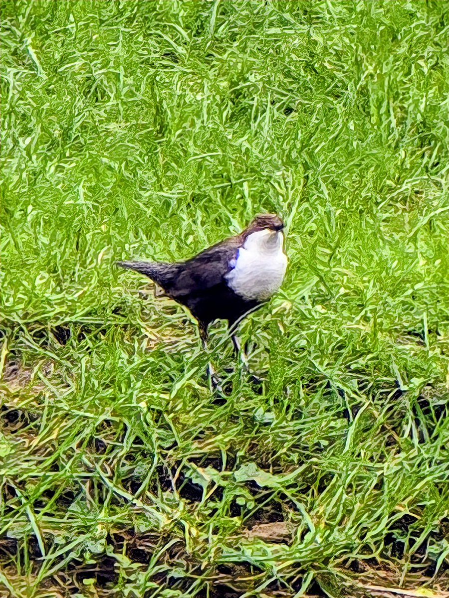 #WeDoGrass Ian tweet media