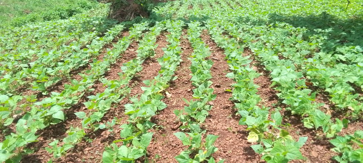 MURAMA SECTOR tweet media