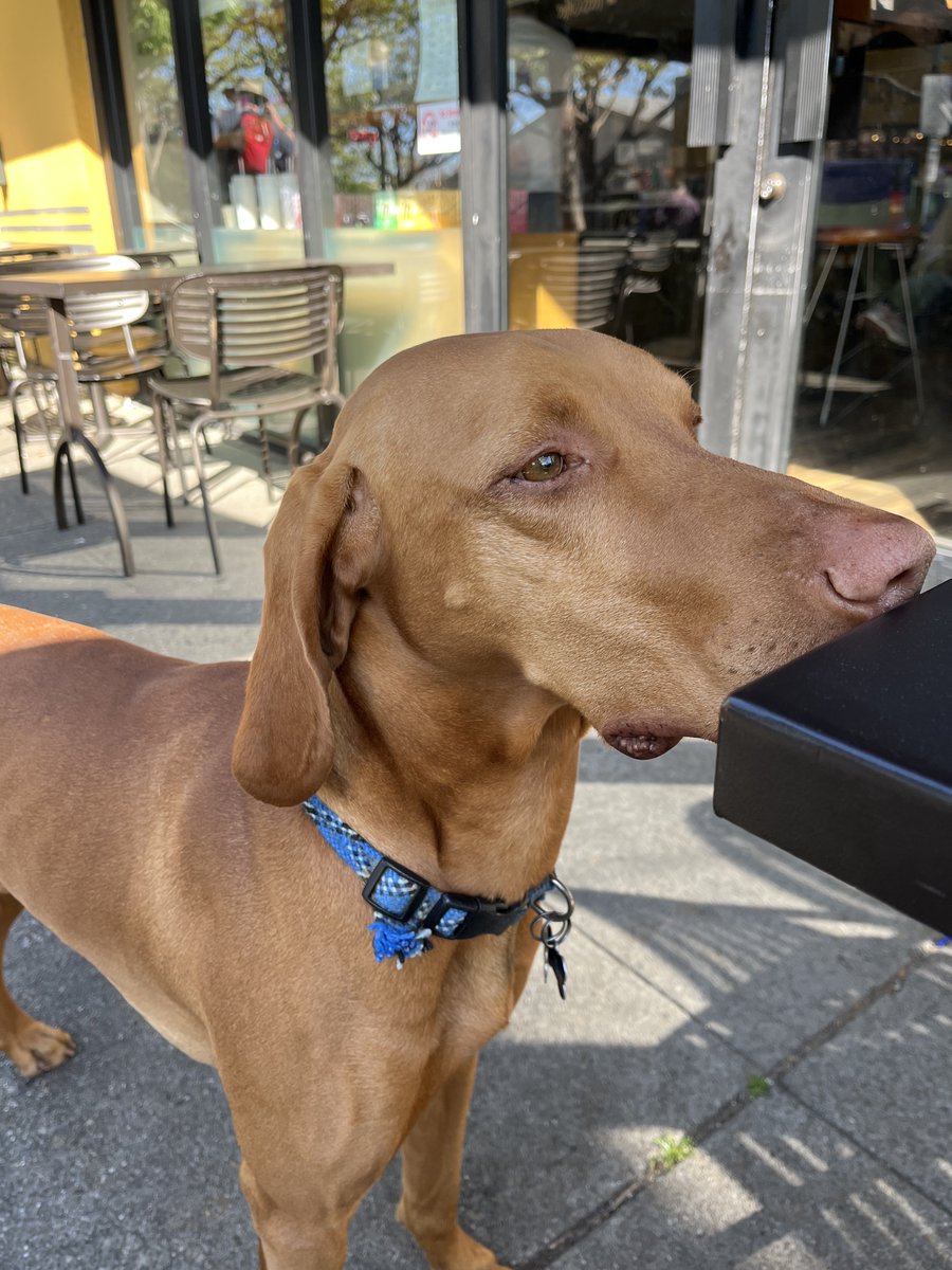 caputmundiHeidi's tweet image. Having coffee with a new friend 🐾

Good morning ☕️

#Berkeley 
#California 💛