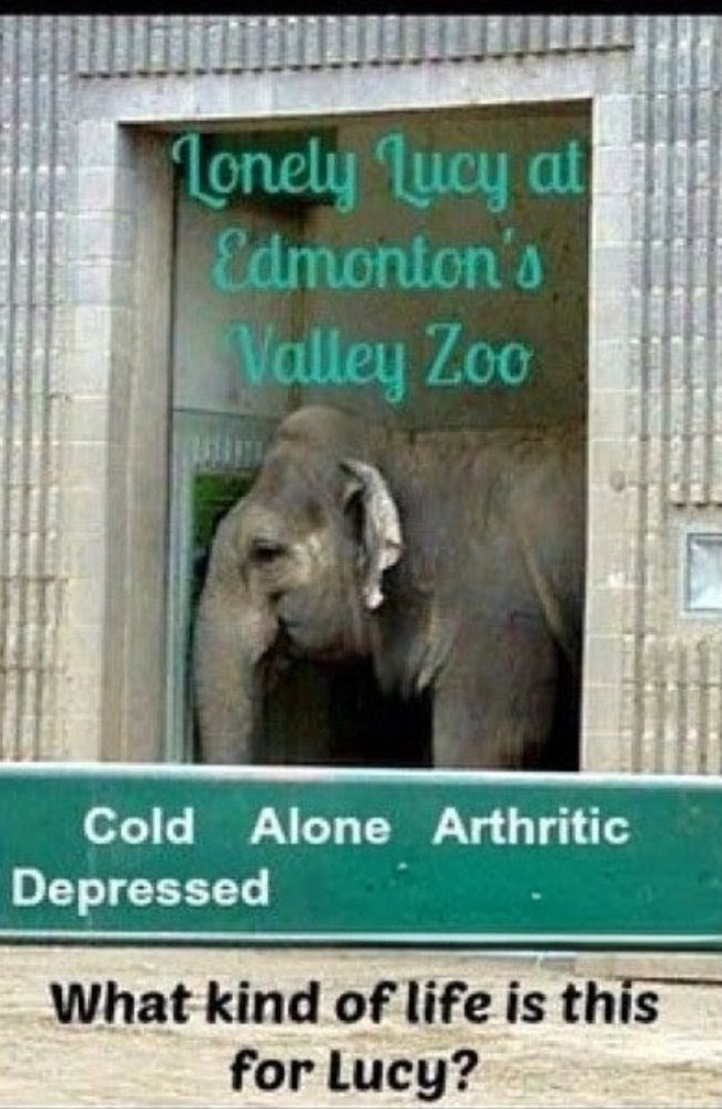 Shane Janisch 🇺🇦🐬🐳🐘 tweet media