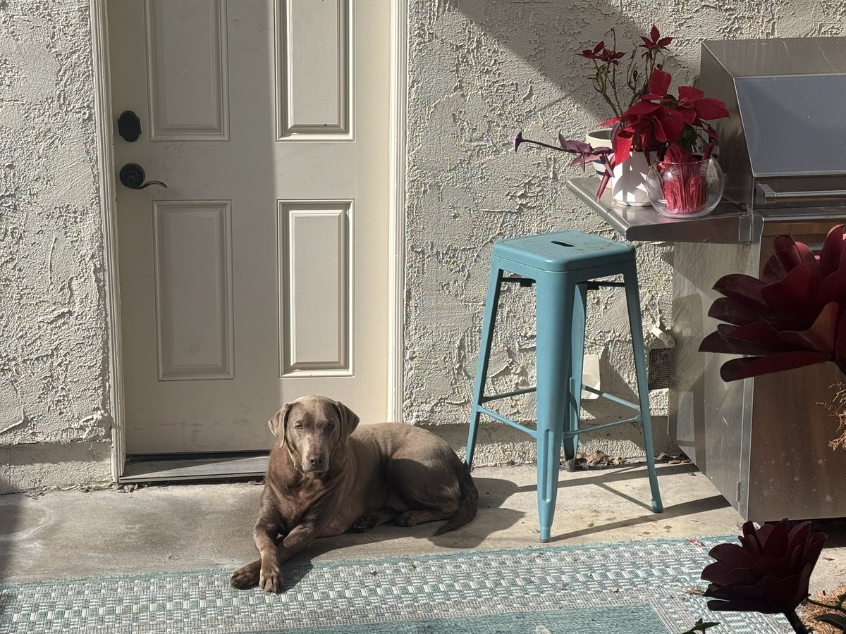 ajechase's tweet photo. @Puppieslover Just relaxing on a nice sunny morning https://t.co/HrOWbe1xak