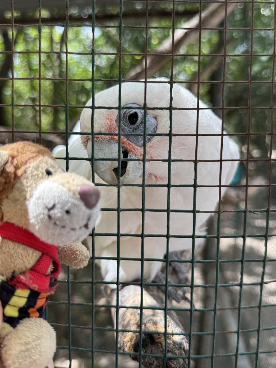 Die Kaua aus Hamm / Westfalen tweet media