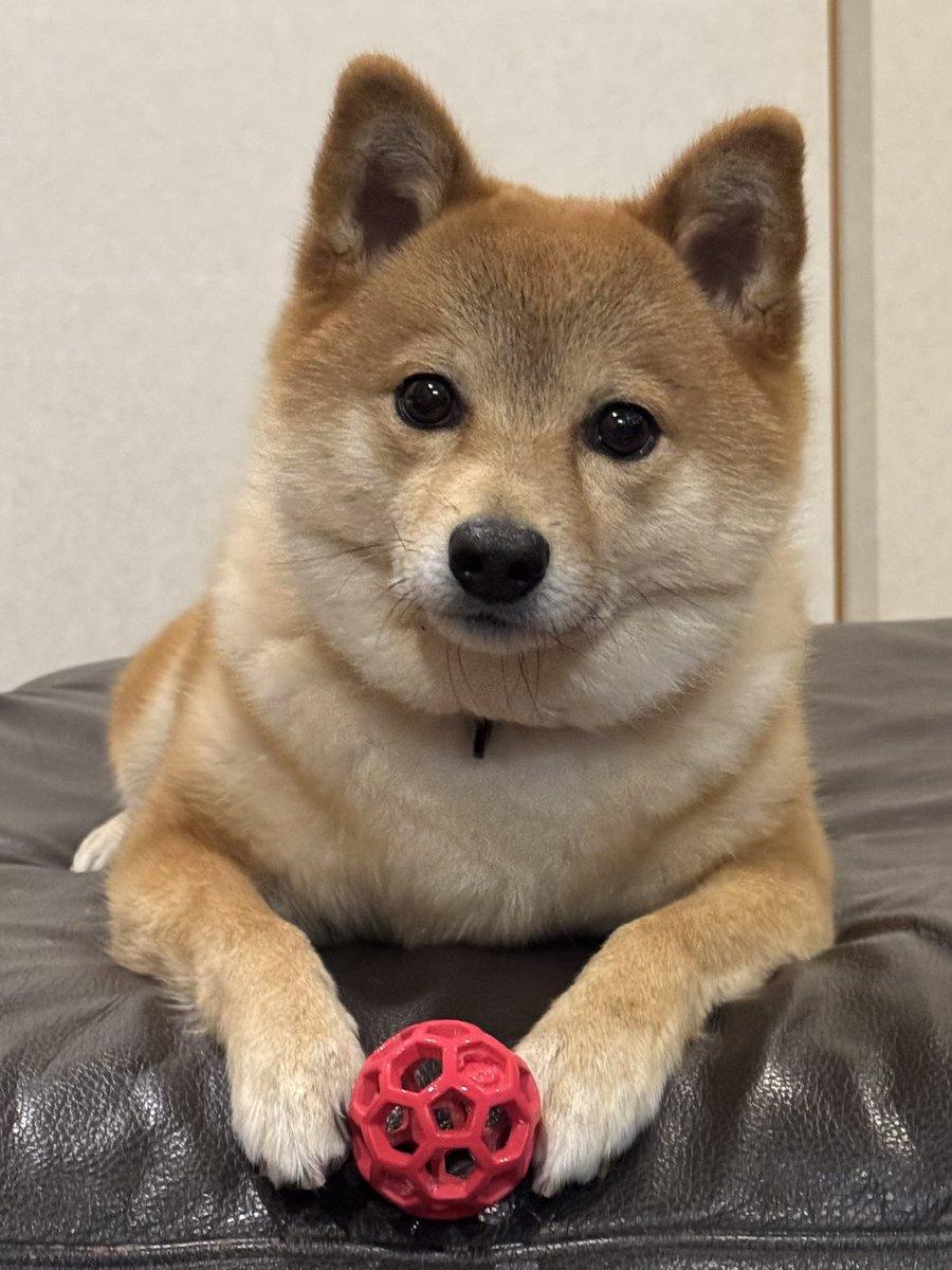 トンボ tweet media