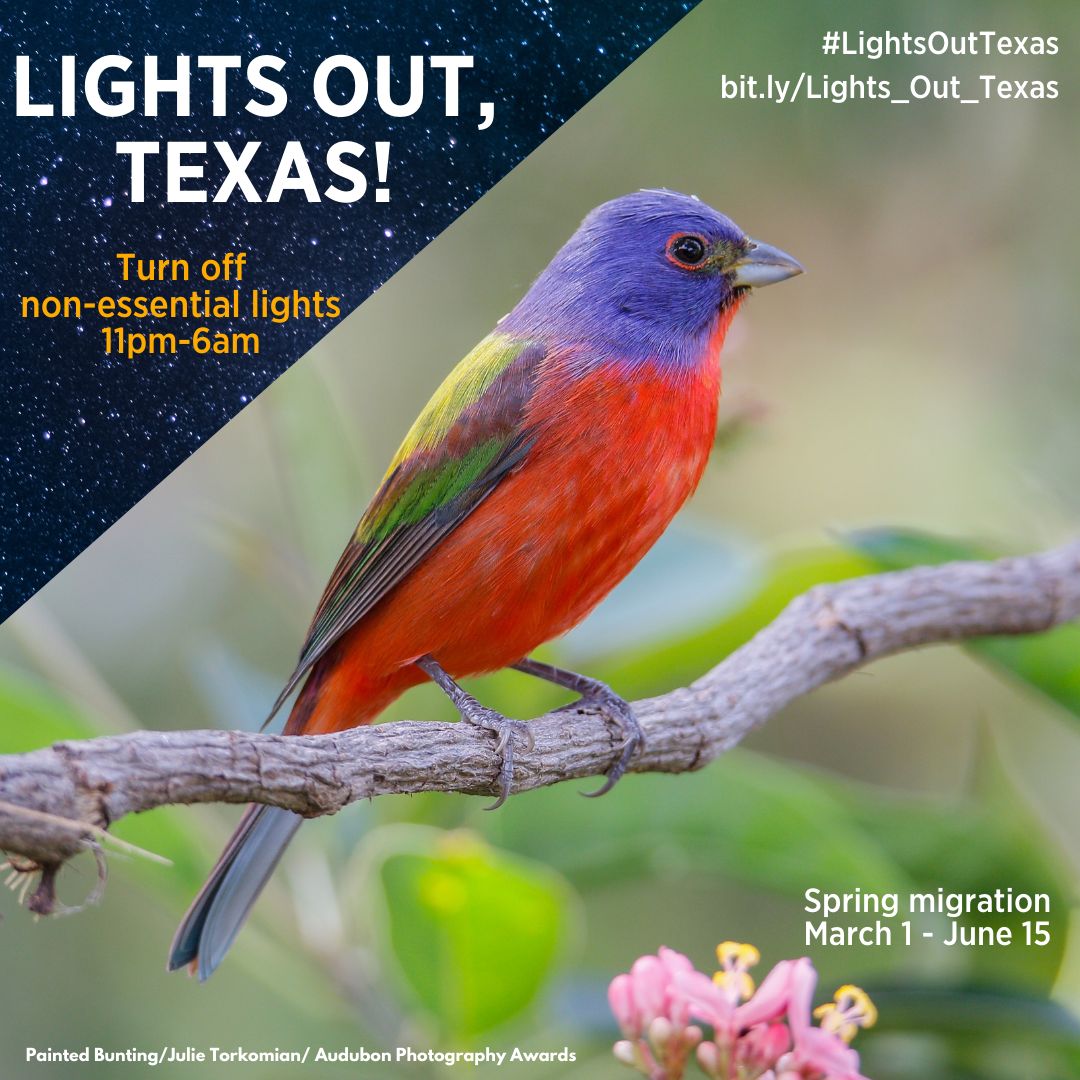 nature_tx's tweet image. It's #LightsOut time, Texas! Spring migration is here, and we need your help to protect our feathered friends. Turn off all non-essential lighting outside and inside from 11:00pm to 6:00am each during migration (March 1 - June 15). 

🐦 Learn more at: bit.ly/Lights_Out_Tex…