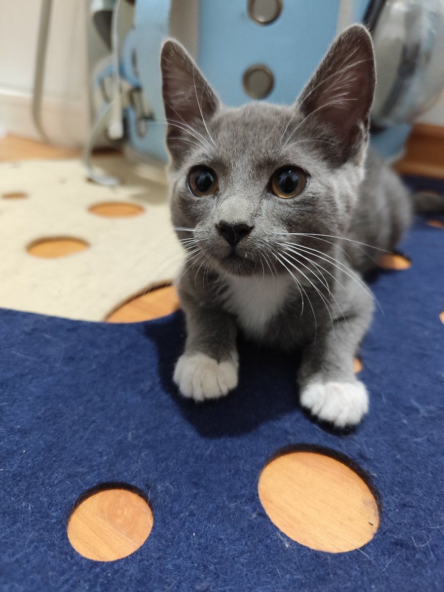 ya estamos en conversaciones con más de una familia para darle un hogar a la atenea, así que probablemente mañana se esté yendo a su casita definitiva ❤️‍🩹🥹