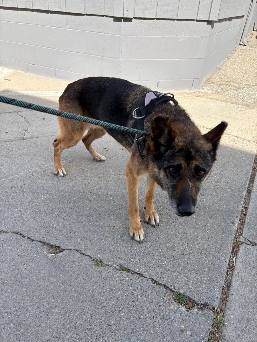 Santa Paula Police Department tweet media