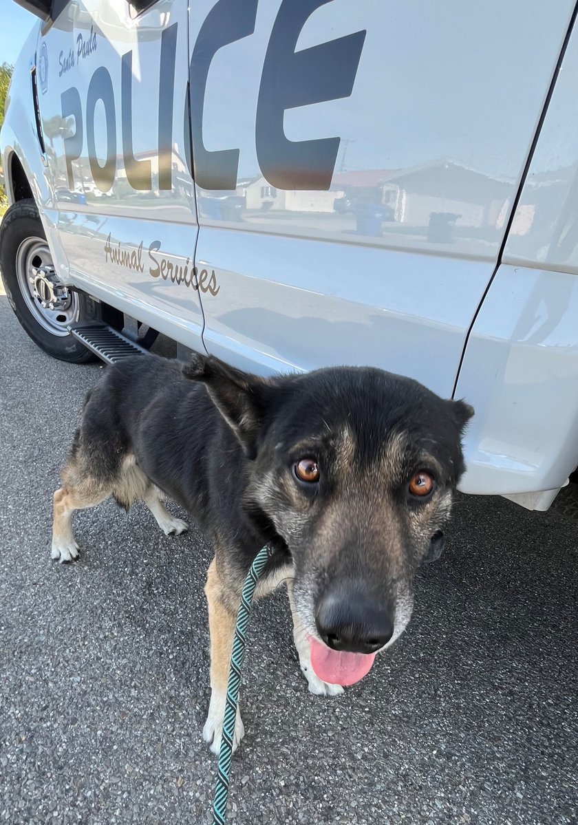 Santa Paula Police Department tweet media