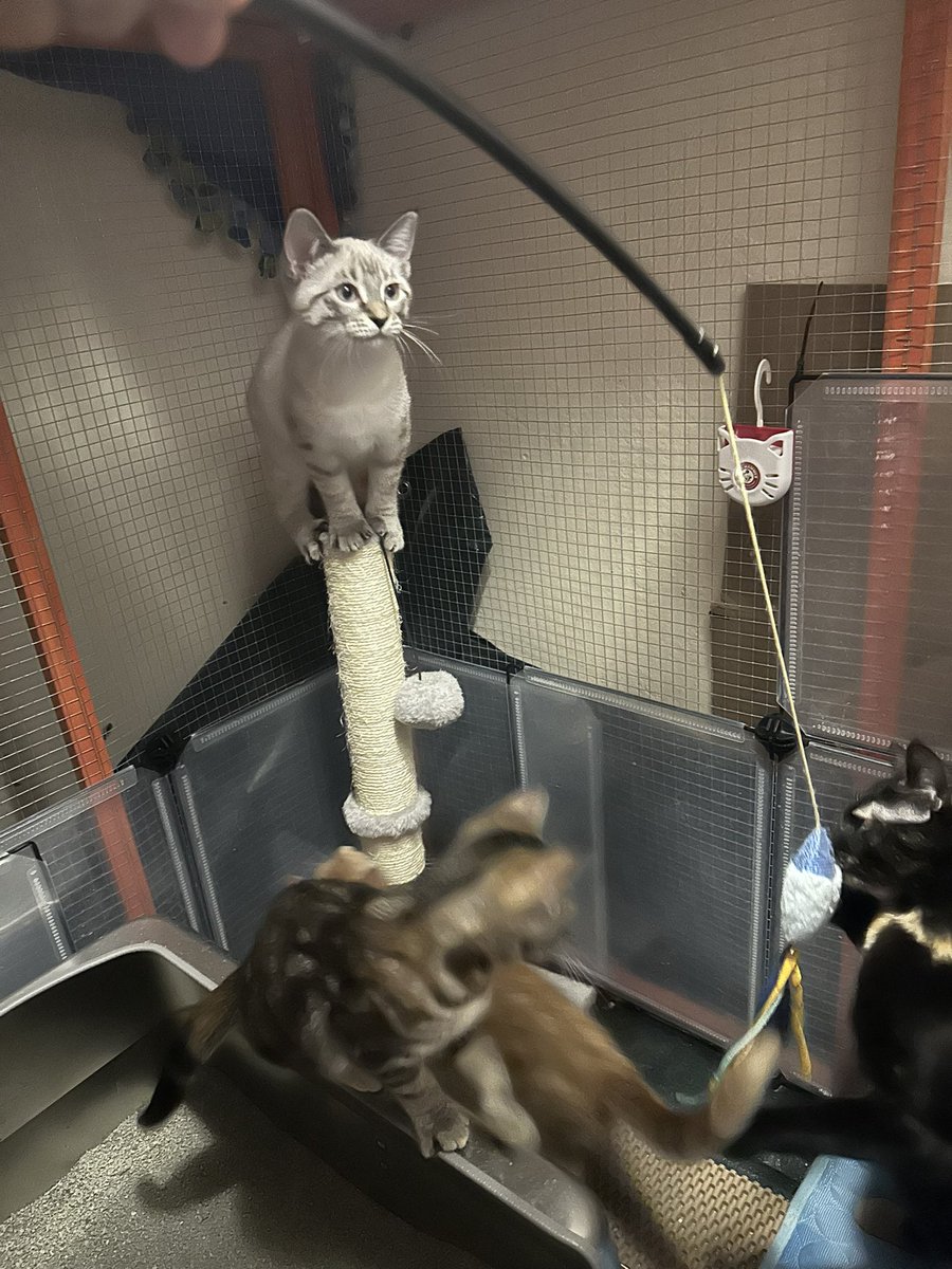These kitties are officially 3 months old. We found homes for 2 of them ...