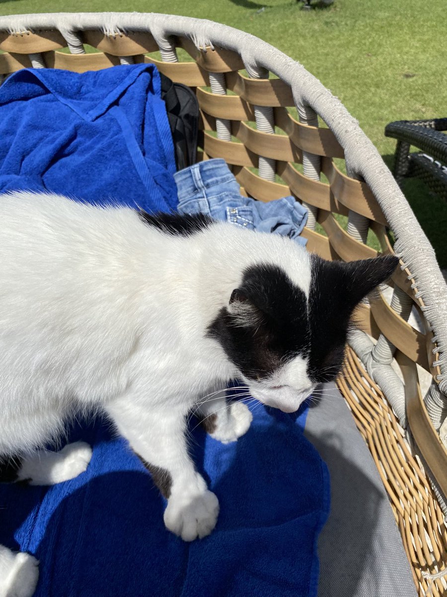 *Sofia Svenskdotter* ☀️ tweet media