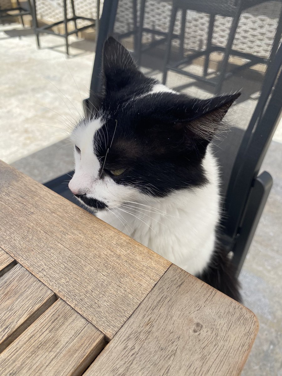 *Sofia Svenskdotter* ☀️ tweet media