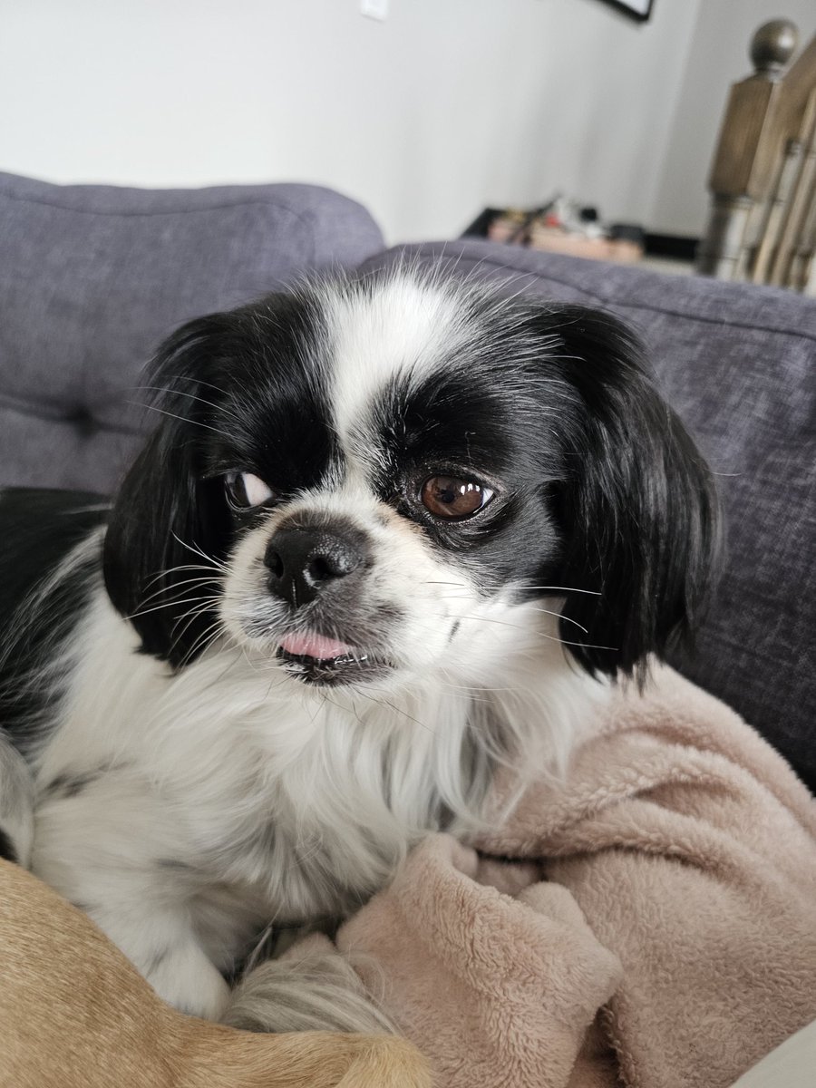 SHANDI♡LEE tweet media