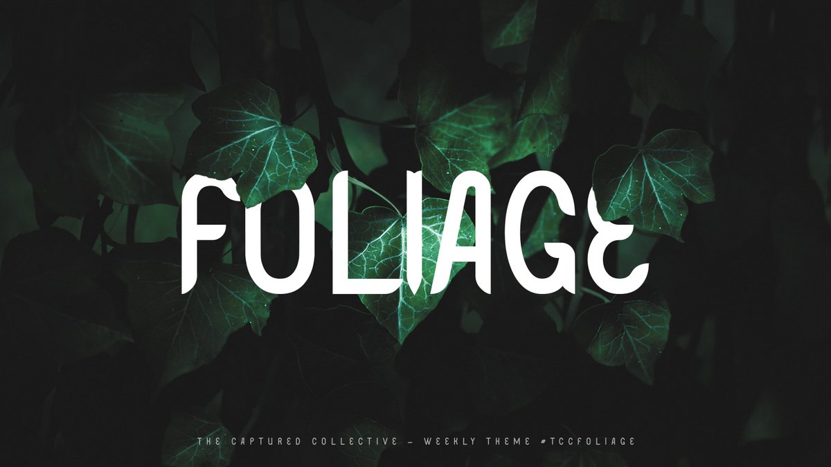 The Captured Collective tweet media