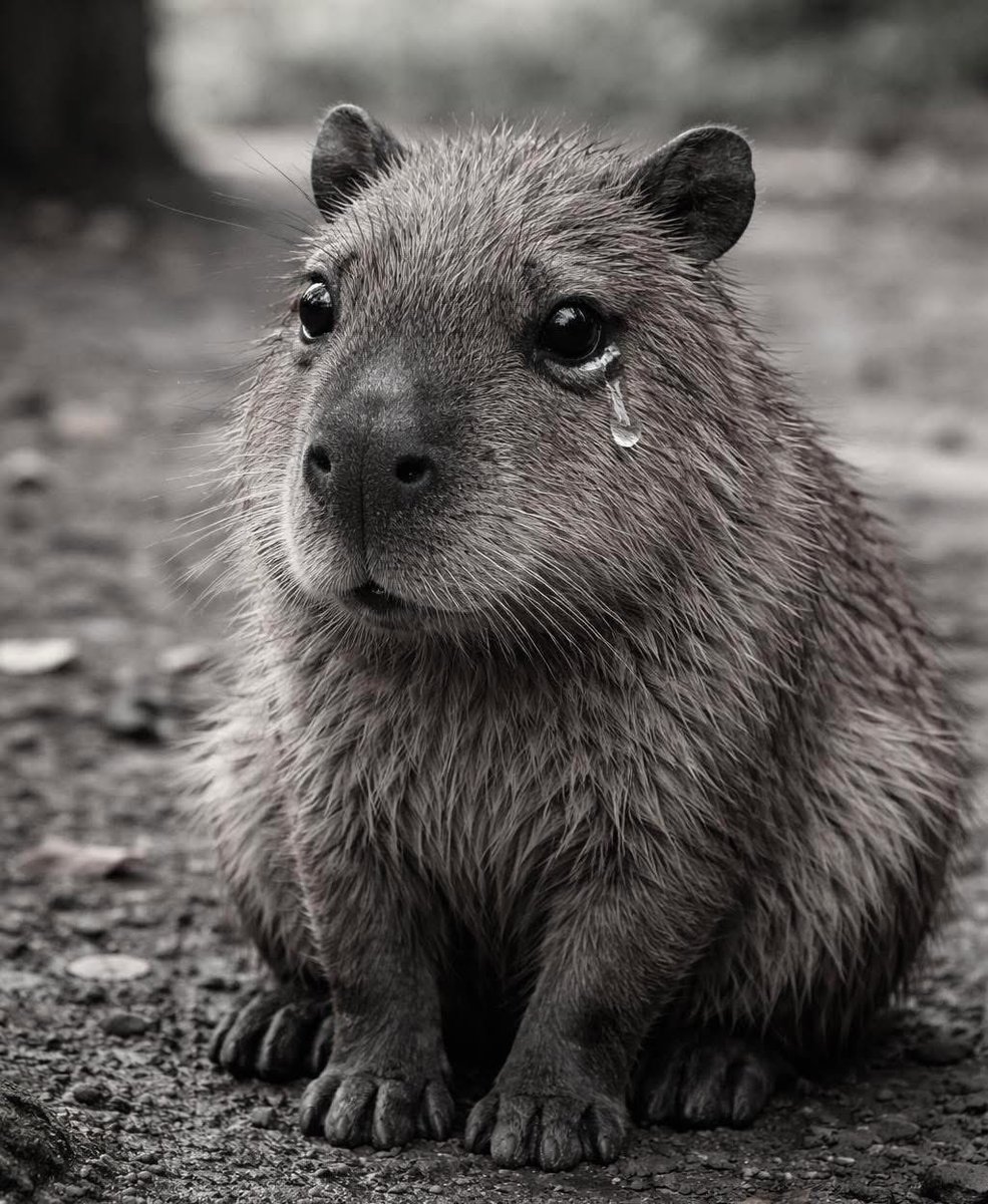 Ekstraklasa Trolls tweet media