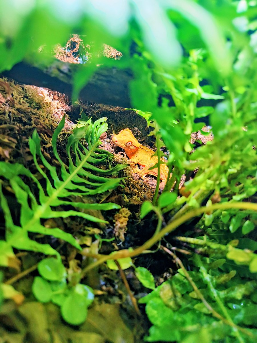 Say hello to 8... He is our resident crested gecko... He is also a Avax enjoyoor! 🔺 🦎