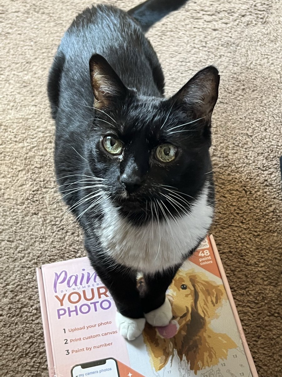 CocoConfession tweet media