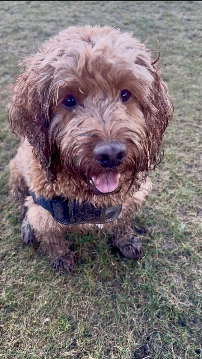 MacRaasay tweet media