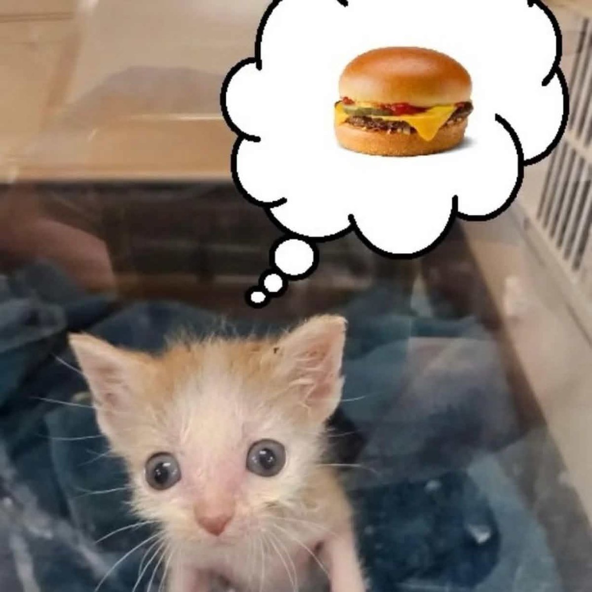 Boonie! || COMMS OPEN!!! tweet media