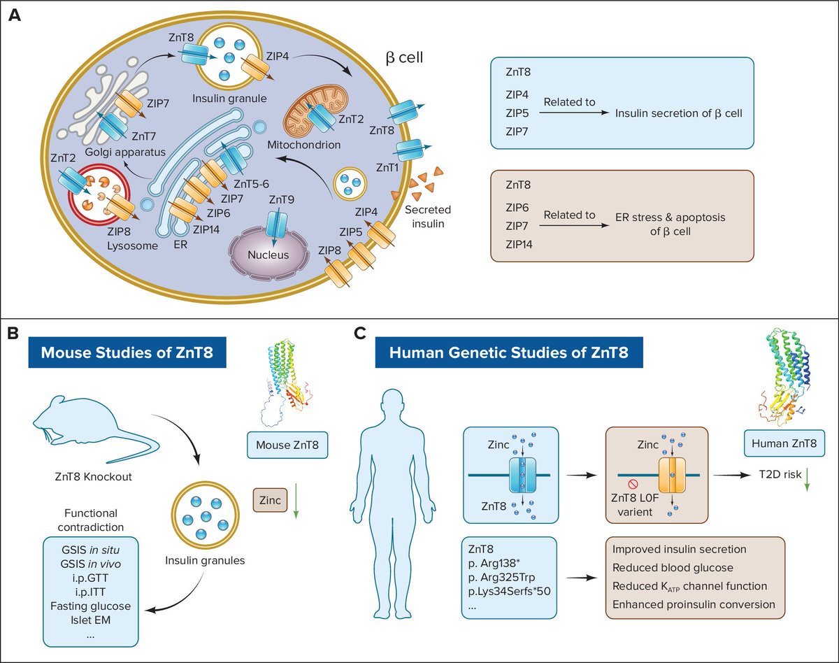 Physiology (APS Journal) tweet media