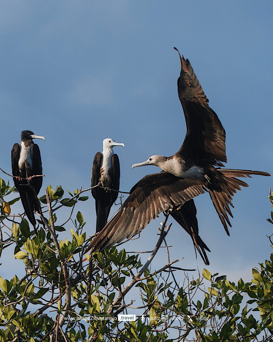 VisitIZ's tweet photo. Entre árboles, manglares y senderos naturales, las aves se abren paso conectando la vida con la naturaleza. Así se disfruta #IxtapaZihuatanejo 🌿
#VisitIZ #ThisIZit #MondayMood #Naturaleza #AvistamientoDeAves https://t.co/LJylXLrd4R