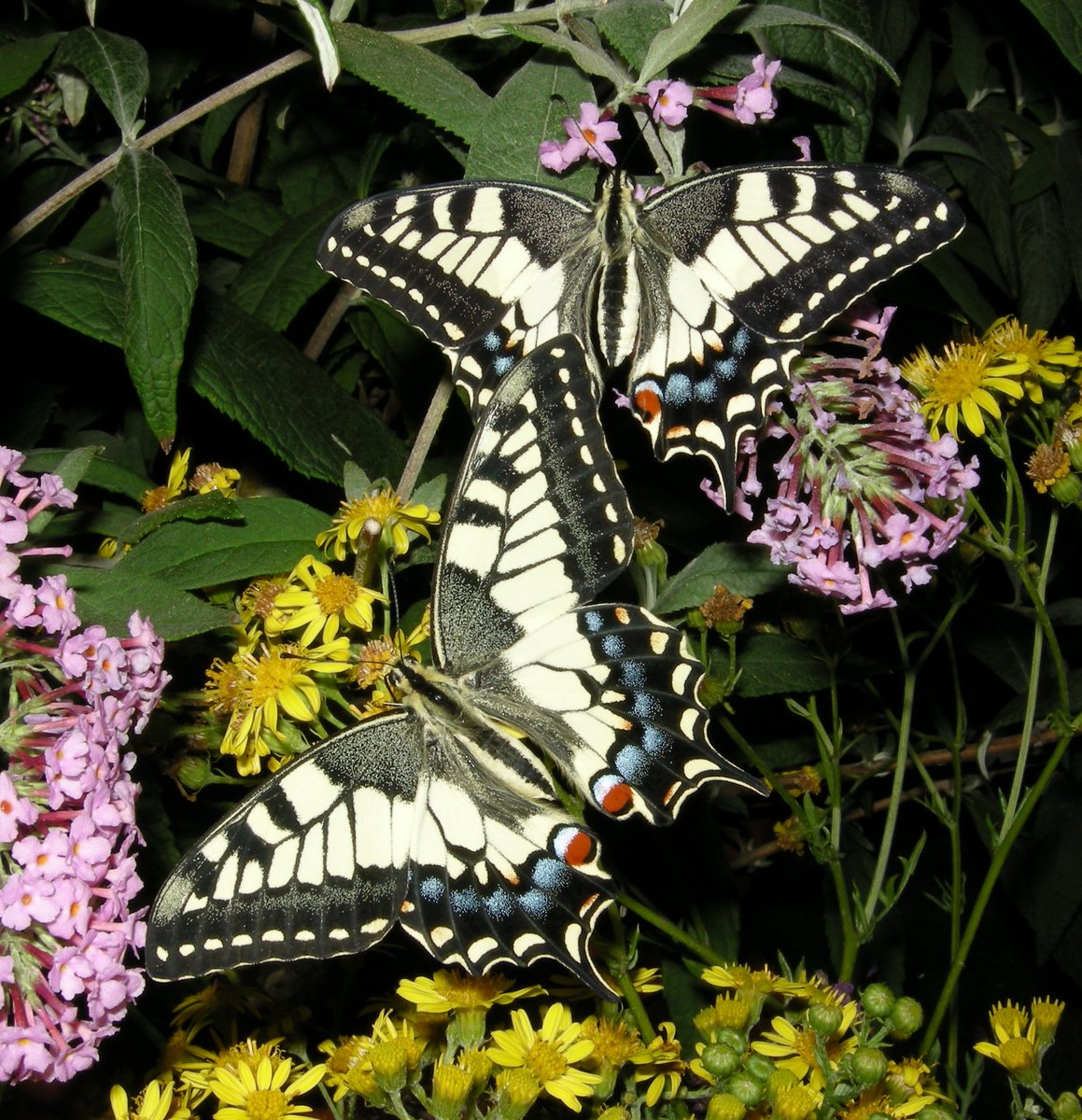 SilverBirchPres's tweet photo. "Butterfly Pavilion," poem by Veronica Hosking @HoskingPoet (BUGS &amp; INSECTS Series): https://t.co/t6ZW3rtmYG
#poetry #poems #poets #butterflies #desertbotanicalgarden https://t.co/f3epfpv1q0