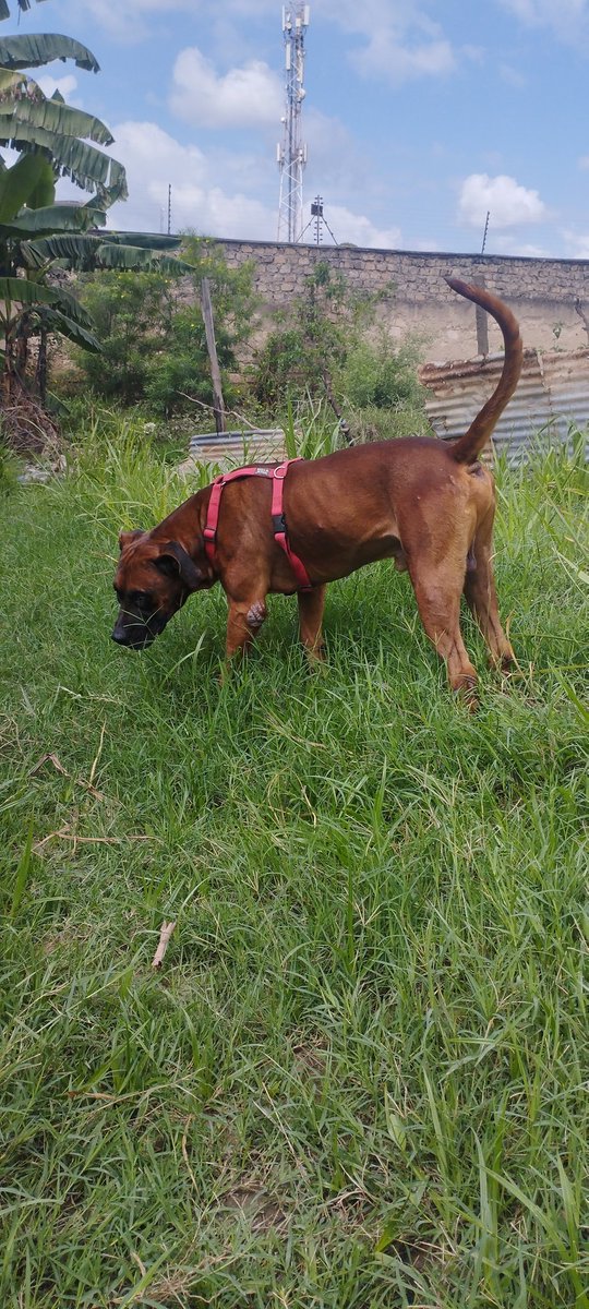 Mpakuanik's tweet photo. Working line South Africa Bourbel x Great Dane
#dogs #OneMasai #OneKenya #OneNation #Dogumentary #Kennel https://t.co/3nUg8mJHI1