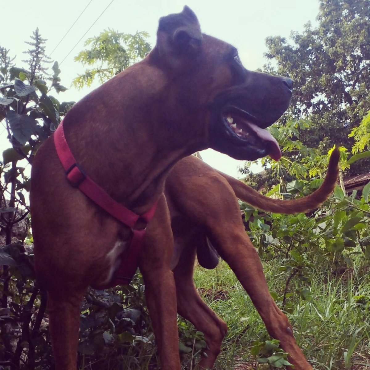 Mpakuanik's tweet photo. Working line South Africa Bourbel x Great Dane
#dogs #OneMasai #OneKenya #OneNation #Dogumentary #Kennel https://t.co/3nUg8mJHI1