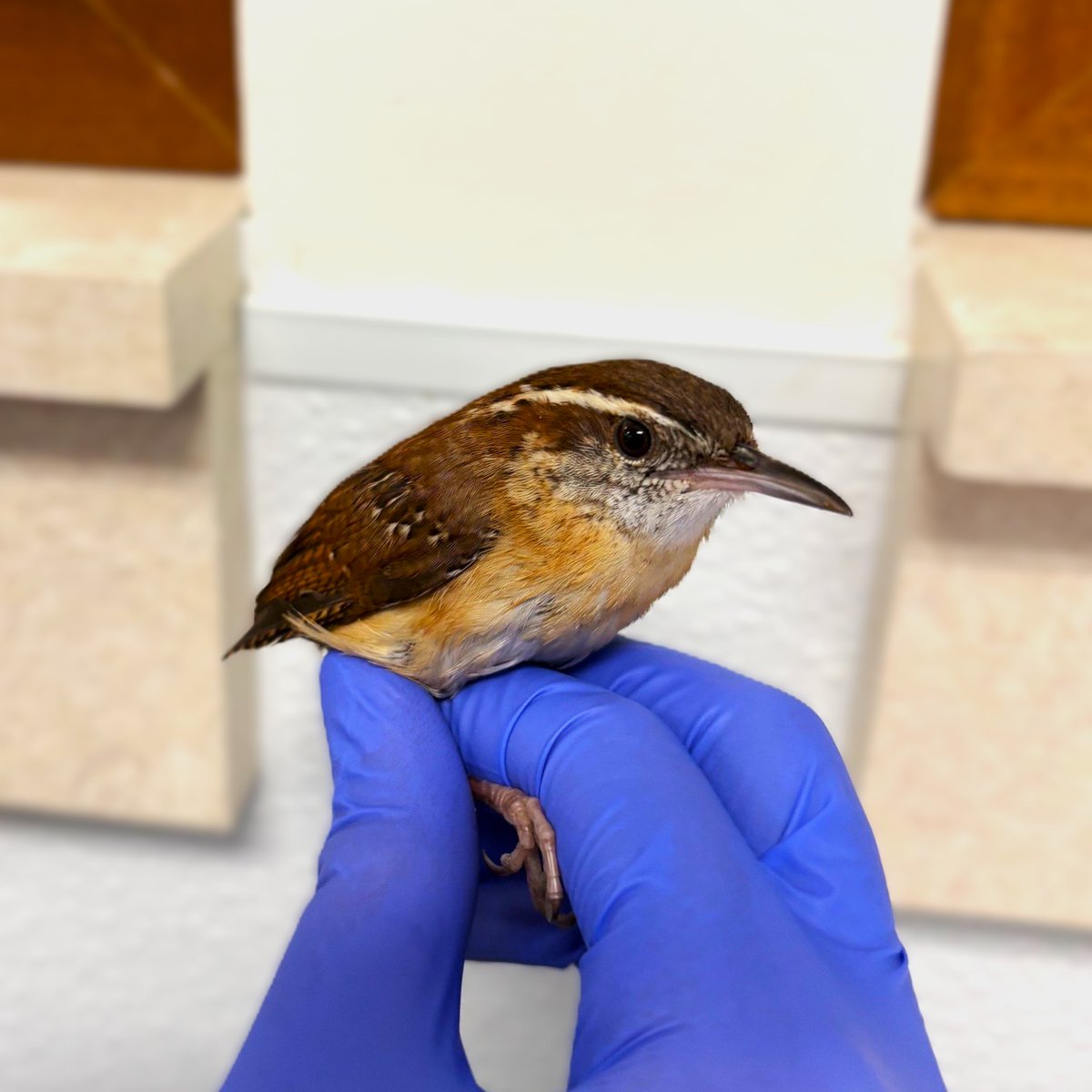 This Carolina Wren was stuck in a glue trap, leaving the bird dehydrated and vulnerable. Our team safely removed the adhesive and is providing supportive care while the bird regains strength. This spring, reconsider using glue traps as they often harm unintended wildlife.