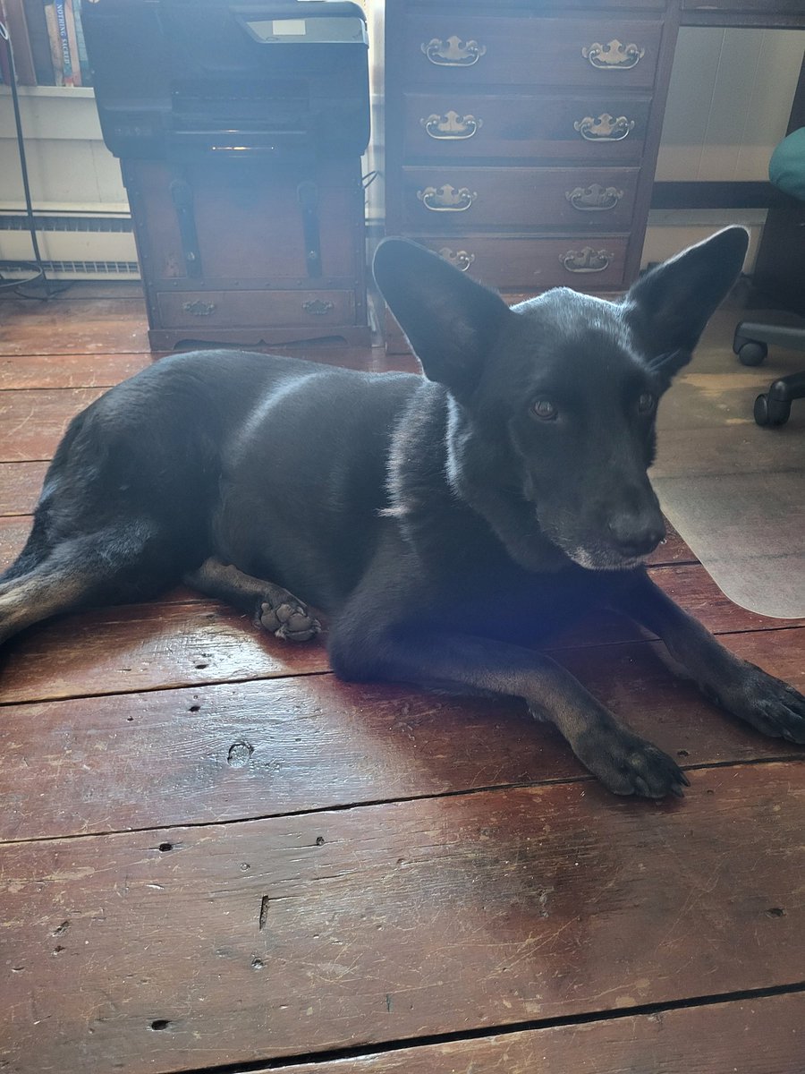 What Ho…A Rat!! tweet media