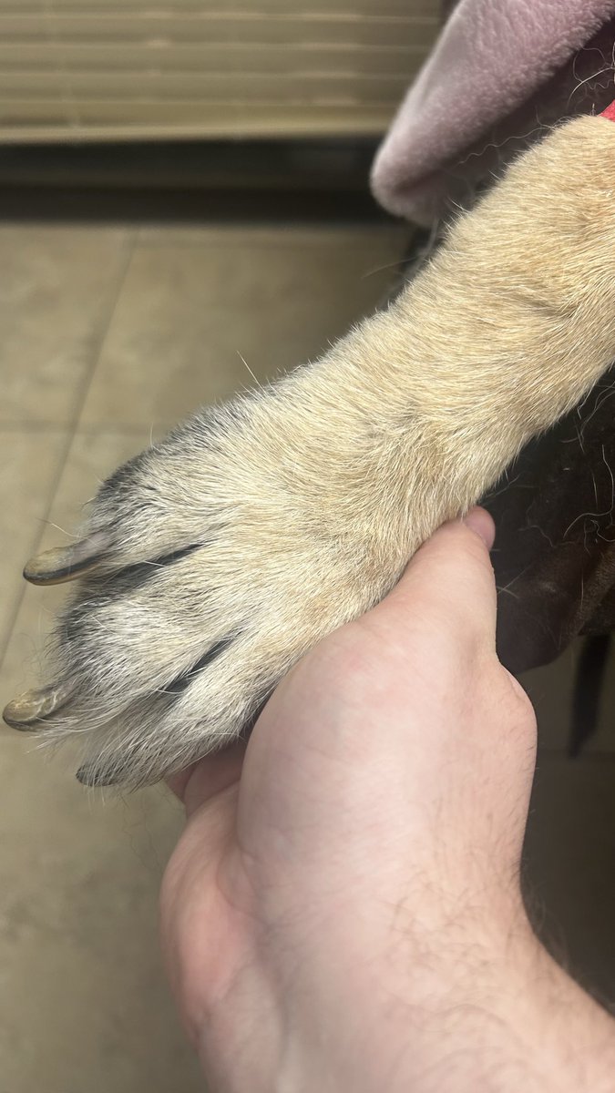 klevtastic tweet media